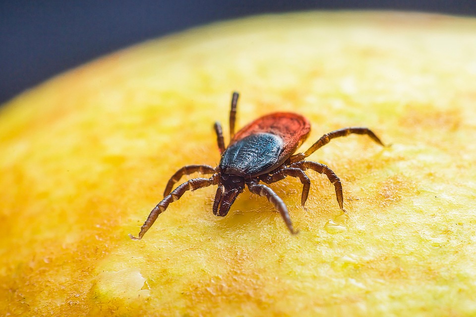 Immagine dell'articolo Misure di prevenzione delle punture di zecca